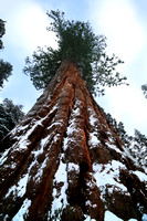 Tall Sequoia