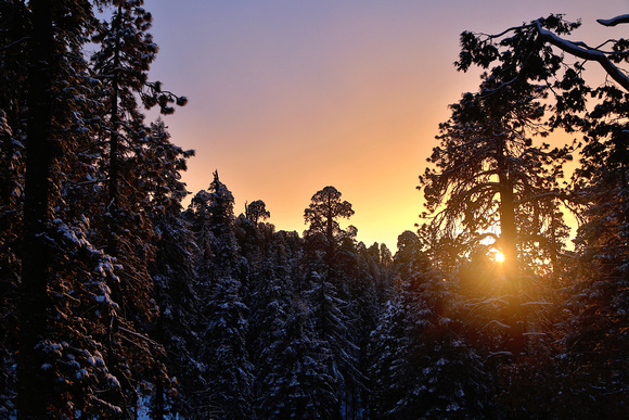 Sunset on the Trees